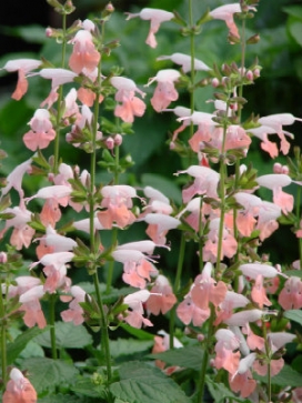 SALVIA coccinea Cherry Blossom
