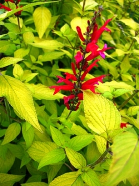 SALVIA Golden Pineapple Sage