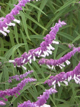 SALVIA leucantha Purple/White Bi color