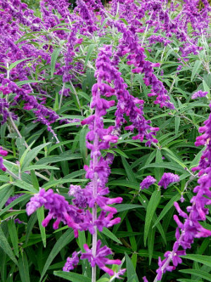 SALVIA leucantha Santa Barbara