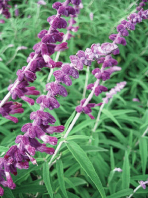 SALVIA leucantha Solid Purple