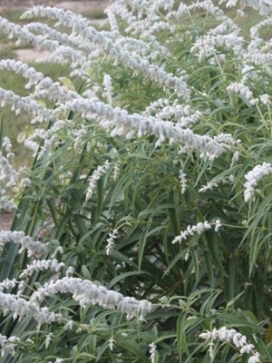 SALVIA leucantha White Mischief