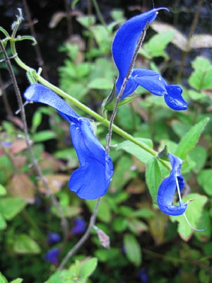 SALVIA patens Blue Angel