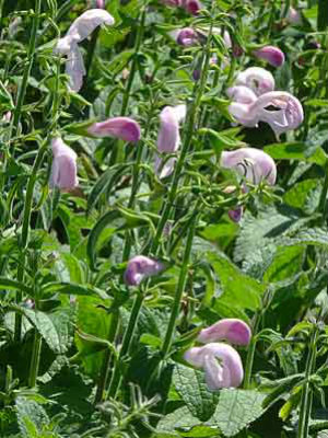 SALVIA patens Pink Ice