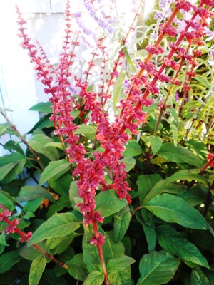 SALVIA confertiflora Red Velvet Sage