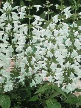 SALVIA coccinea Snow Nymph
