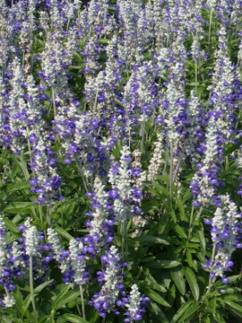 SALVIA farinacea Strata
