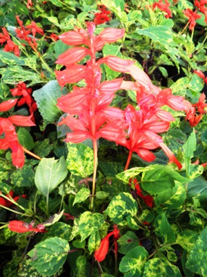 SALVIA Van Houttei Variegated