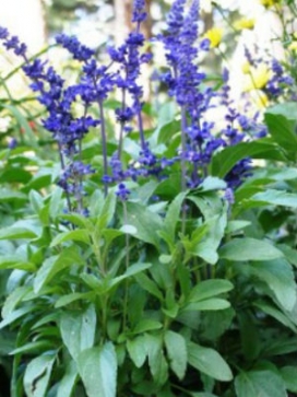 SALVIA farinacea Victoria