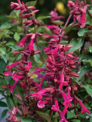 SALVIA Wendy's Wish
