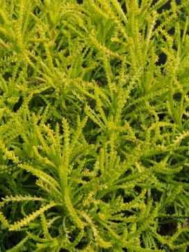 SANTOLINA virens 'Lemon Fizz'