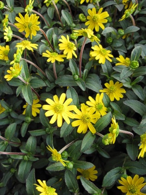 SANVITALIA Sunbini