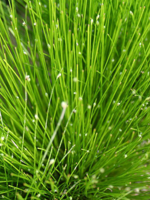 SCIRPUS Fiber Optic