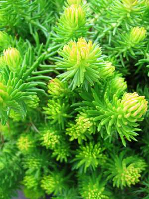 SEDUM Angelina
