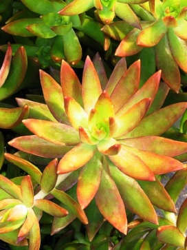 SEDUM Nussbaumeranum