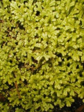 SELAGINELLA Gold Spikemoss