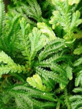 SELAGINELLA Cypress Spike Moss