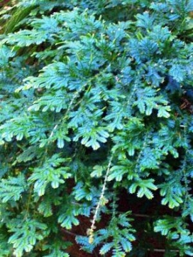 SELAGINELLA Peacock Spikemoss