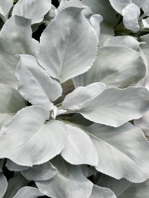 SENECIO Angel Wings