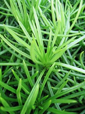 SENECIO Himalaya