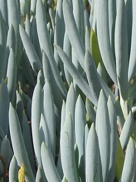 SENECIO Blue Chalksticks