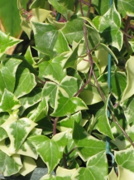 SENECIO macroglossus Variegated Wax Vine