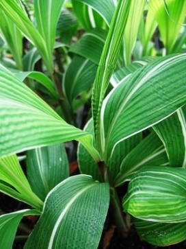 SETARIA p. var. Variegated Palm Grass