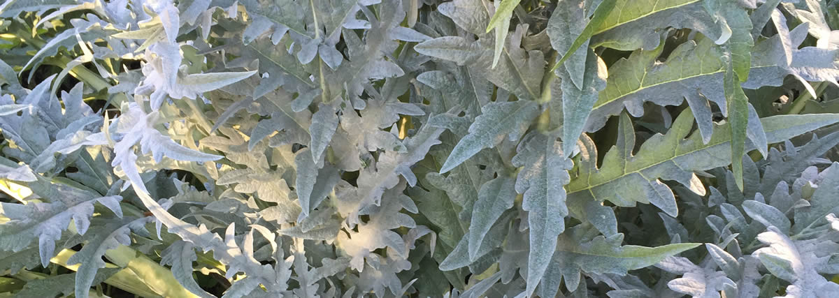 Landcraft Environments - What's New