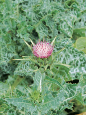 SILYBUM Milk Thistle