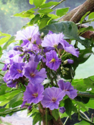 SOLANUM wendlandii Giant Nightshade
