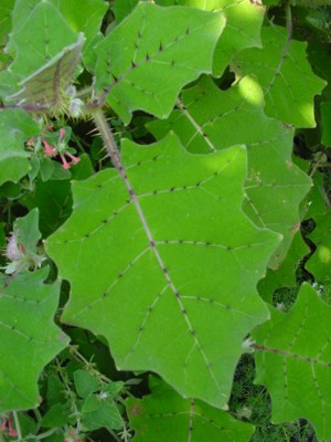 SOLANUM quitoense