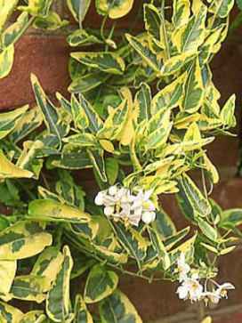 Coco Basket 12"- Solanum jasmindoides