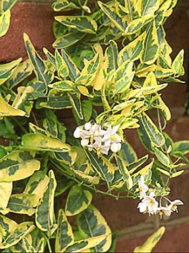 SOLANUM jasminoides Album variegatum