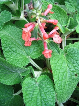 STACHYS albotomentosa