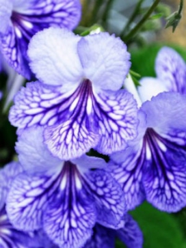 STREPTOCARPUS Blue Ice
