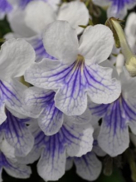 STREPTOCARPUS White Ice