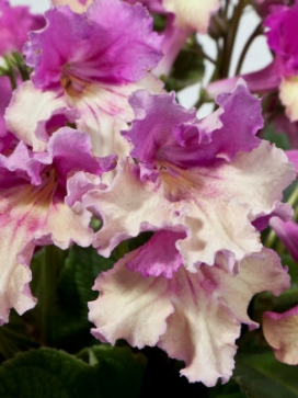 STREPTOCARPUS Yellow-Pink Cap