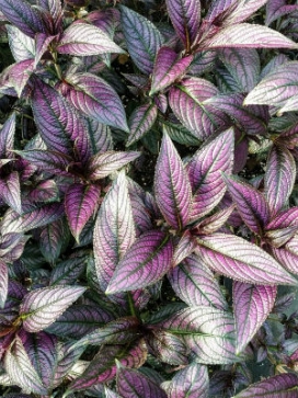 STROBILANTHES Persian Shield