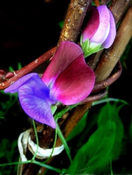 LATHYRUS odoratus Matucana