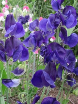 LATHYRUS odoratus Navy Blue