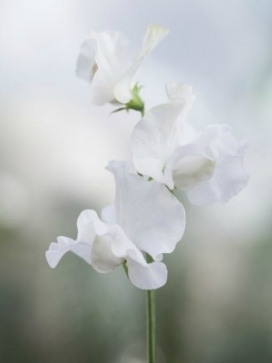LATHYRUS odoratus White