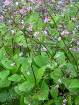 TALINUM paniculatum Jewels of Opar