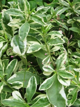 TALINUM paniculatum Variegatum Variegated Jewels of Opar