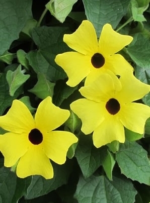 THUNBERGIA Arizona Lemon Sunrise