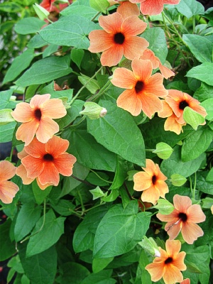 THUNBERGIA alata Blushing Susie