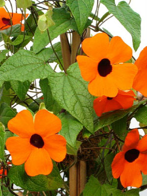 THUNBERGIA alata Orange Beauty