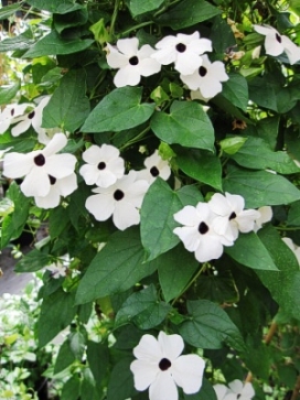 THUNBERGIA alata White Black-eyed Susan Vine