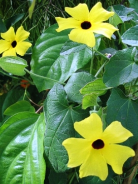 THUNBERGIA alata Sunny Lemon Star