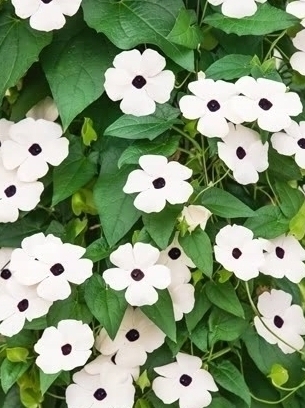 THUNBERGIA Arizona White Halo