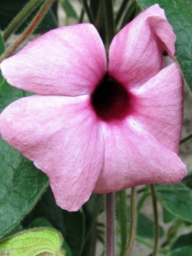 THUNBERGIA alata Rose Sensation